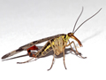 Panorpa communis